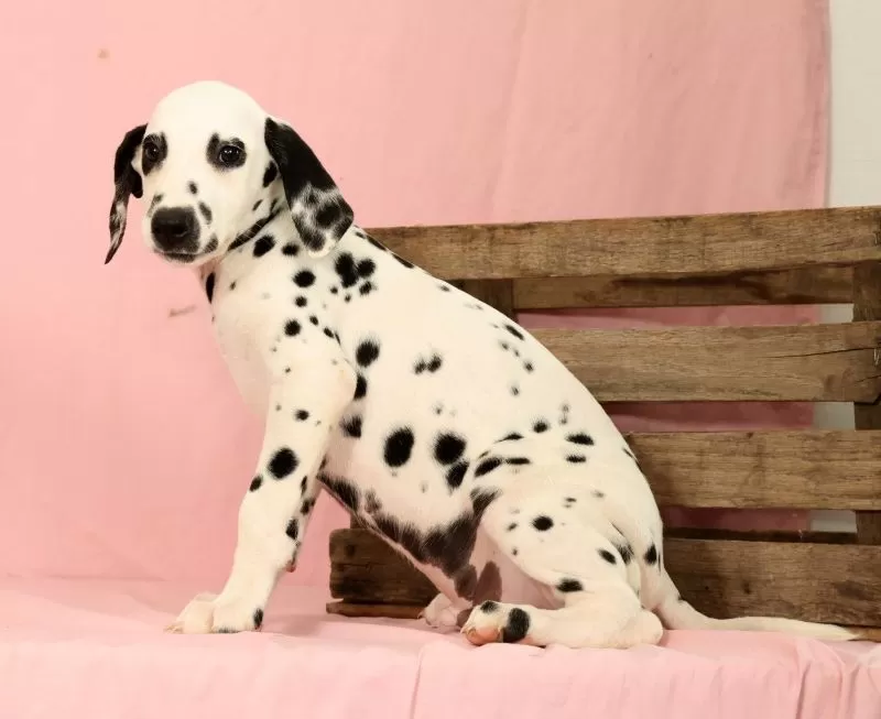 Roscoe