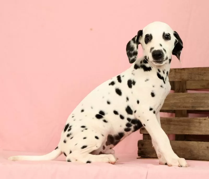 Roscoe