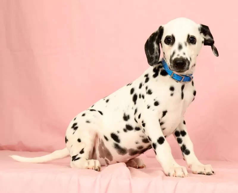 Keno