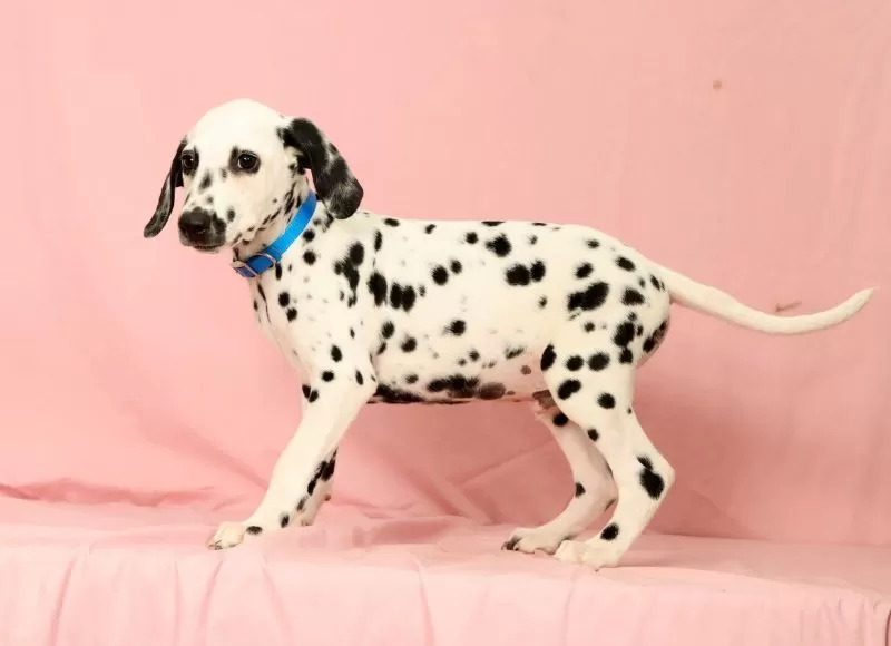 Keno