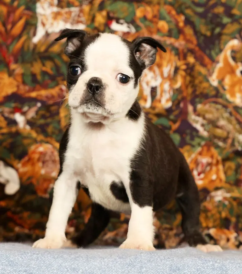 Puppy Name: Pansy