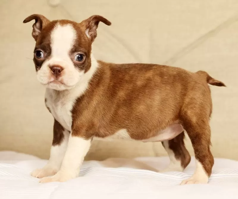 Puppy Name: Pixie