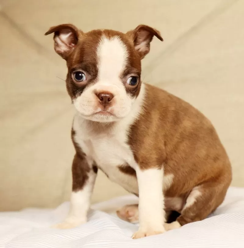 Pixie