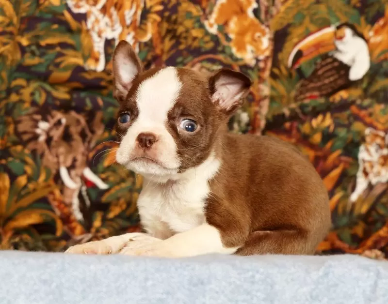 Peanut
