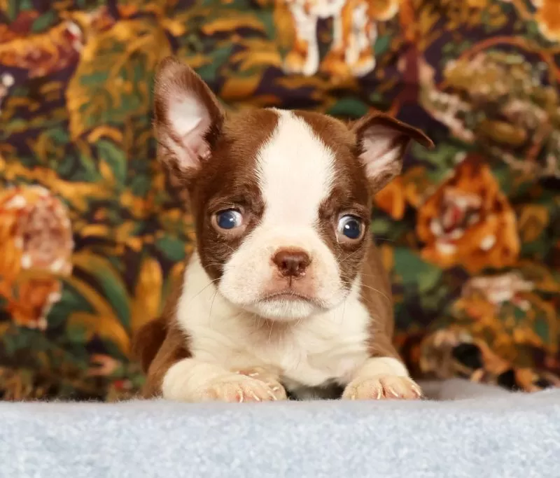 Peanut