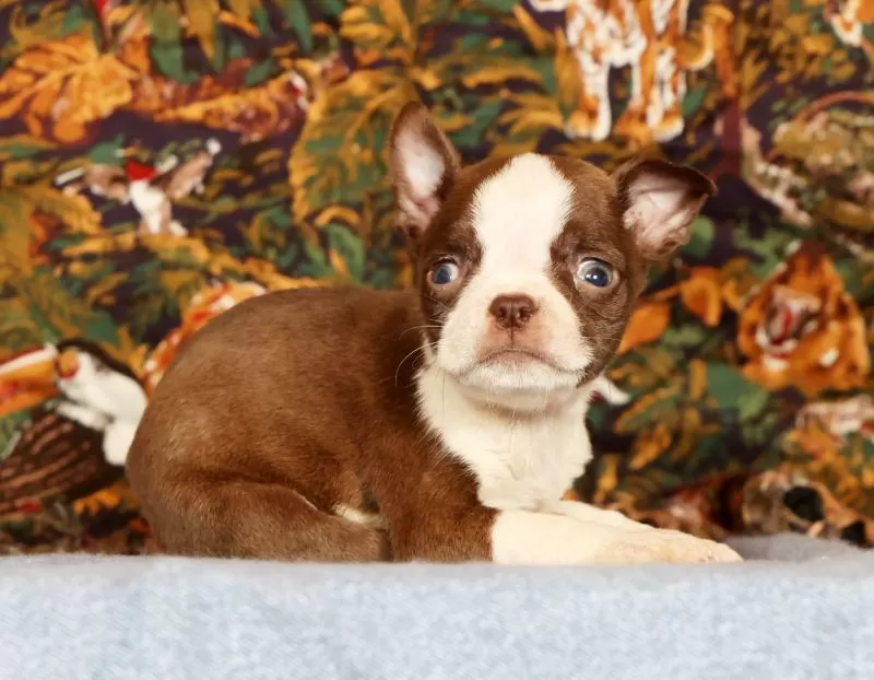 Peanut