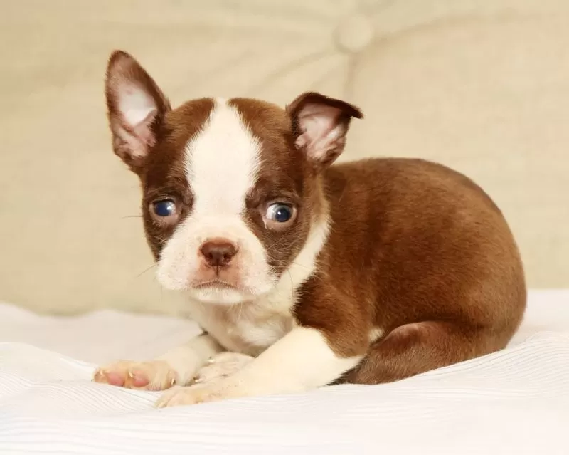 Peanut