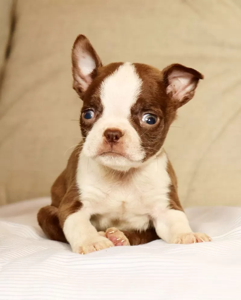Peanut