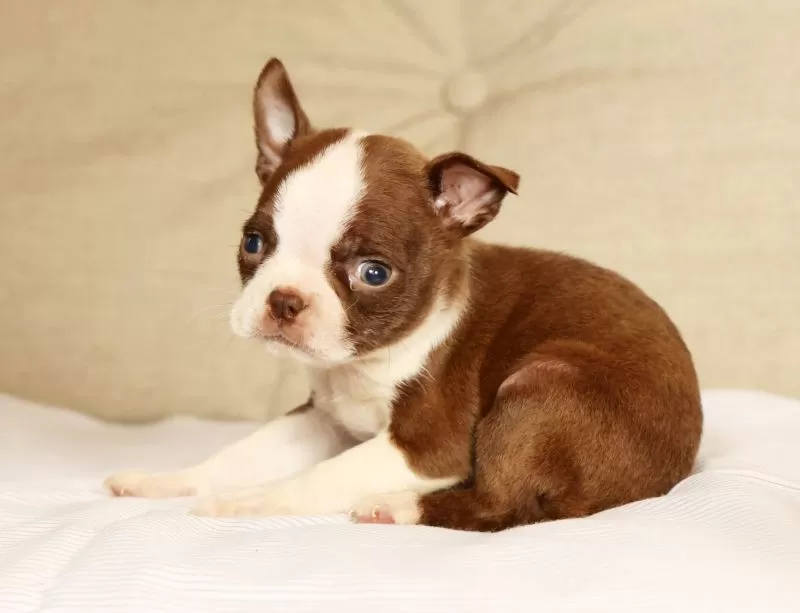 Peanut