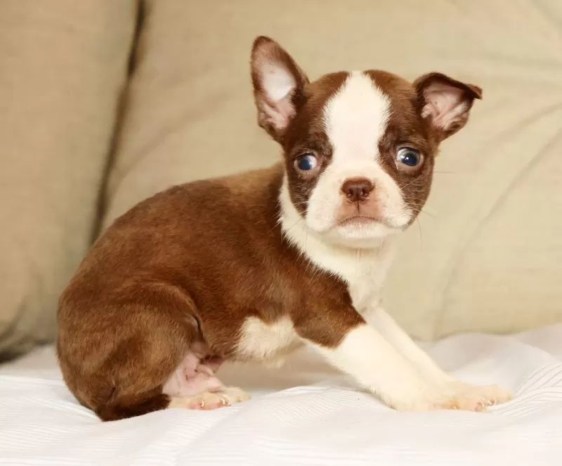 Peanut