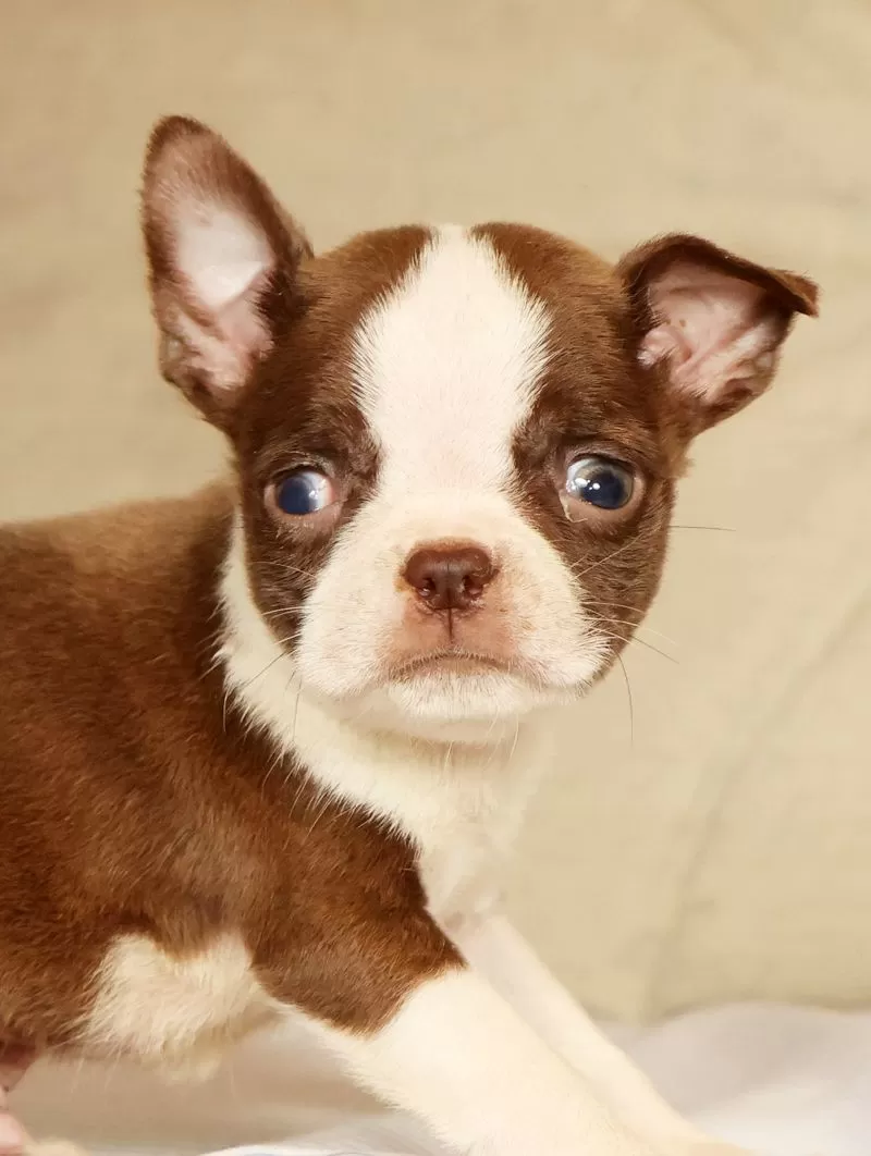 Peanut