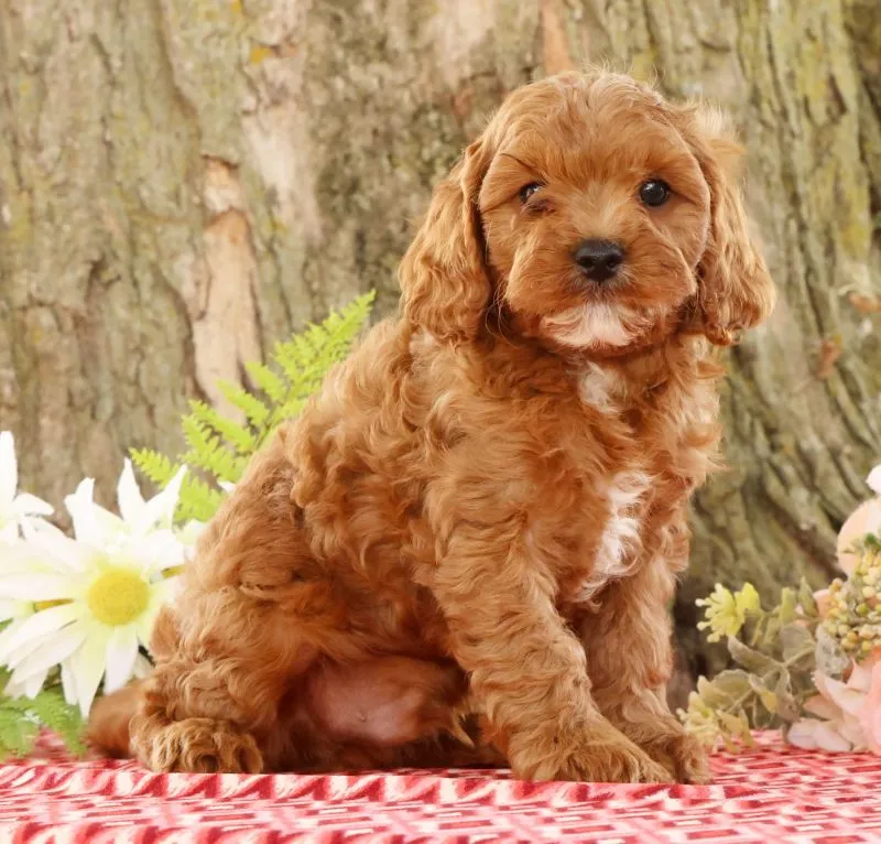 Puppy Name: Jack