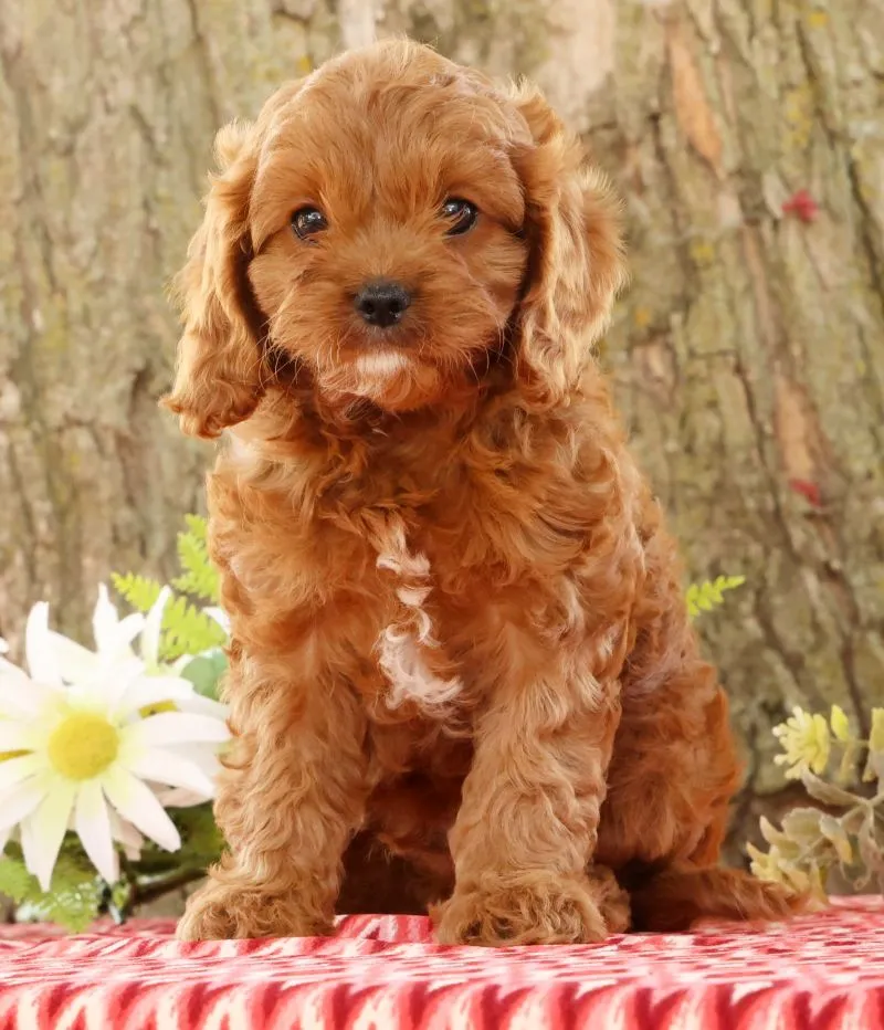 Puppy Name: Jimmy