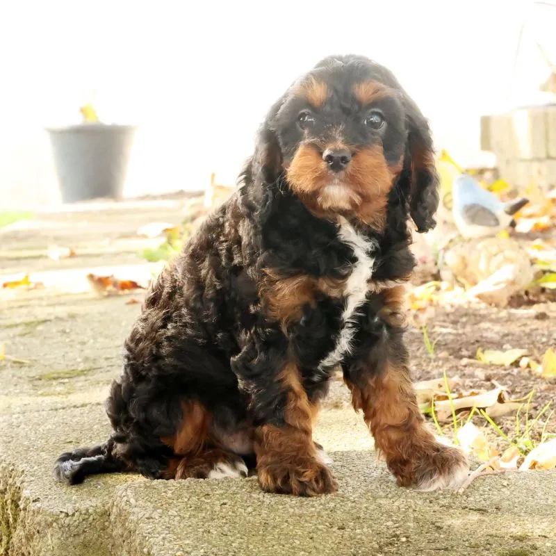 Jasper