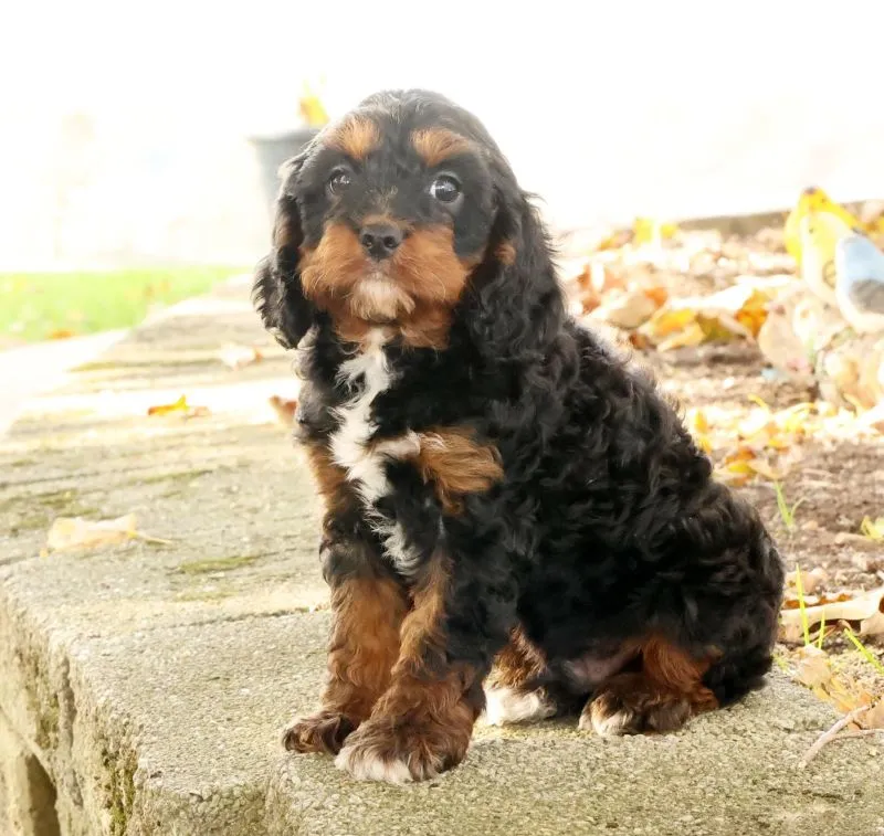 Jasper