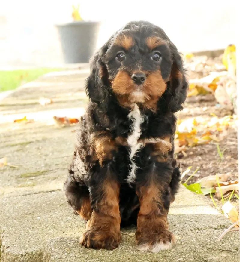 Jasper