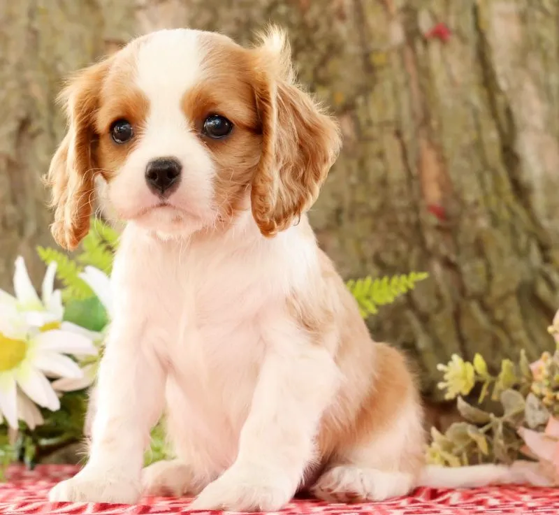Puppy Name: Zinnia