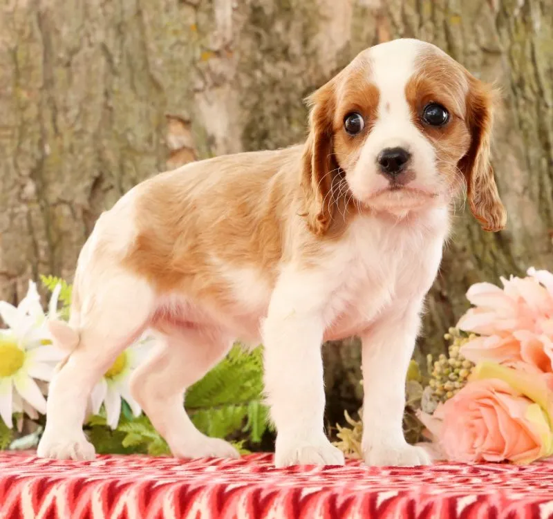 Puppy Name: Zaylee