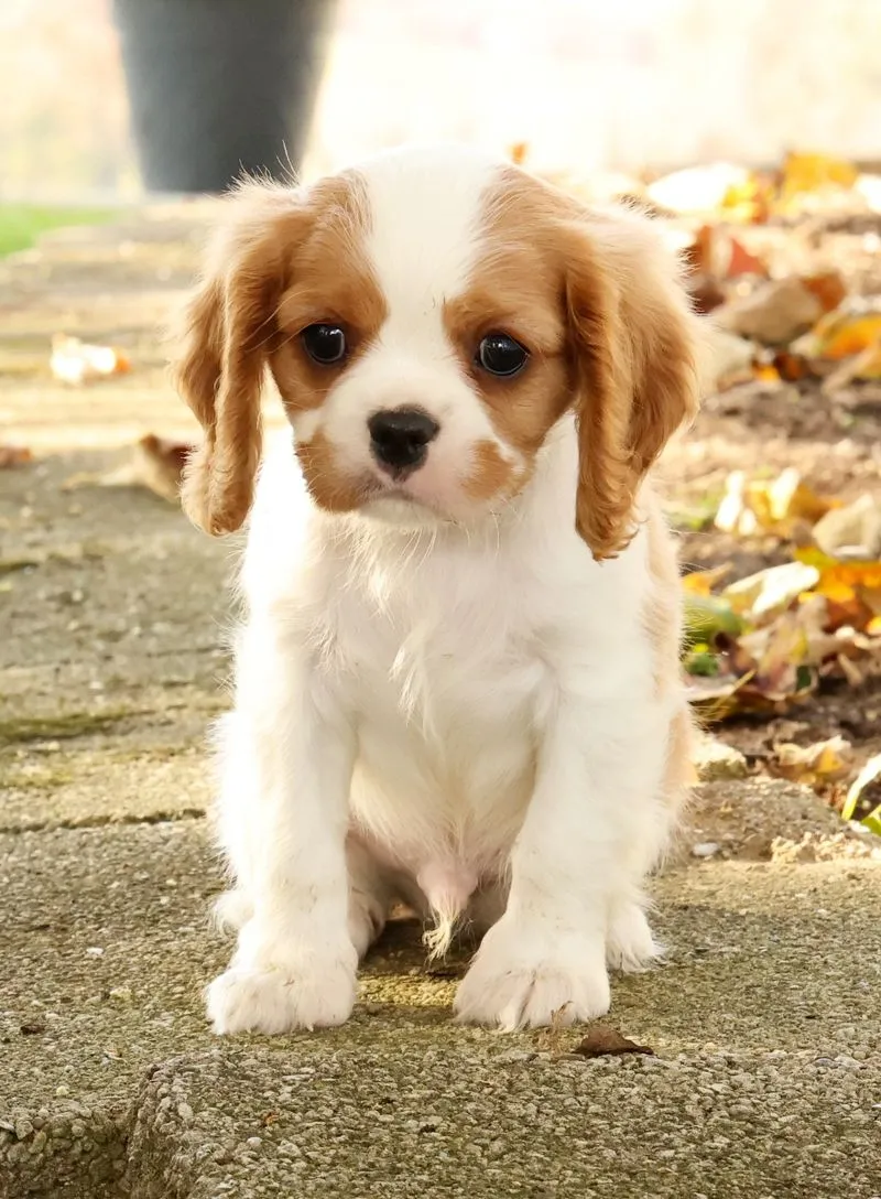 Puppy Name: Zack