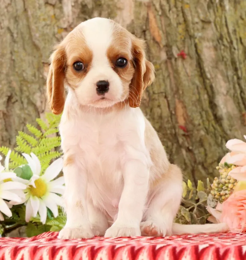 Puppy Name: Zeke